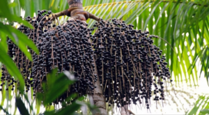 Acai berries grow in thick clusters from trees